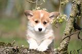 CORGI PEMBROKE 1189